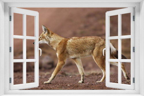 Fototapeta Naklejka Na Ścianę Okno 3D - Canis simiensis / Loup d'Abyssinie / Loup du Simien