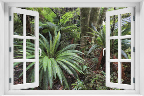 Fototapeta Naklejka Na Ścianę Okno 3D - Forêt des Catlins / Nouvelle-Zélande