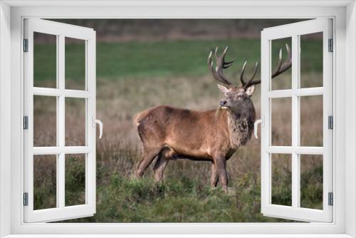 Fototapeta Naklejka Na Ścianę Okno 3D - A full photograph of a grazing 14 point imperial red deer stag looking slightly back with grass in its mouth
