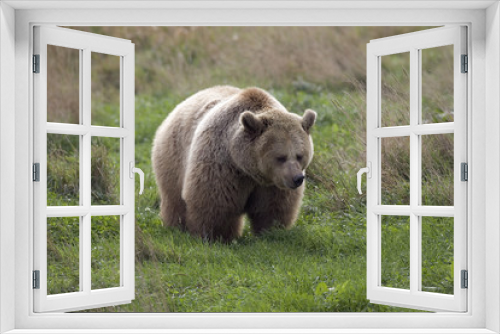Fototapeta Naklejka Na Ścianę Okno 3D - Ursus arctos horribilis / Ours brun d'Amérique / Grizzly
