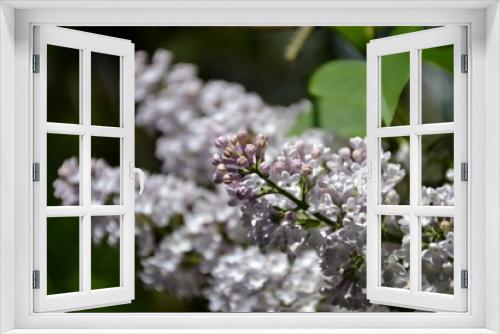 Fototapeta Naklejka Na Ścianę Okno 3D - Details from lilac flowers and leaves