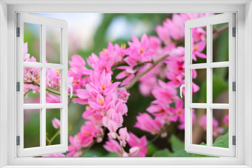 Fototapeta Naklejka Na Ścianę Okno 3D - Mexican creeper pink flowers background