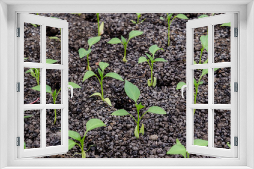 Fototapeta Naklejka Na Ścianę Okno 3D - Seedlings of pepper. Pepper in greenhouse cultivation. Seedlings