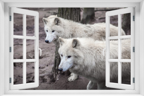 Fototapeta Naklejka Na Ścianę Okno 3D - The Pride of white wolves in a forest looking out for prey