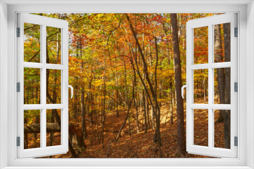 Fototapeta Naklejka Na Ścianę Okno 3D - Fall in the Forest