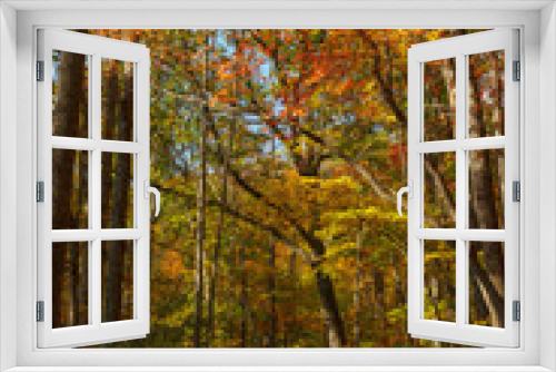 Fototapeta Naklejka Na Ścianę Okno 3D - Fall in the Forest