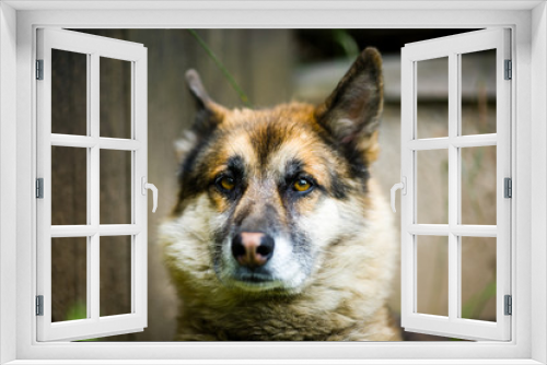 Fototapeta Naklejka Na Ścianę Okno 3D - Portrait of an adult and a very intelligent dog on the nature. Mixed Shepherd and Husky