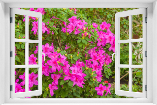 Fototapeta Naklejka Na Ścianę Okno 3D - Pink azalea bush in the greenhouse