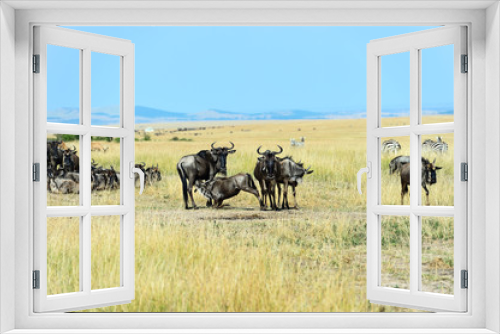 Fototapeta Naklejka Na Ścianę Okno 3D - Masai Mara wildebeest