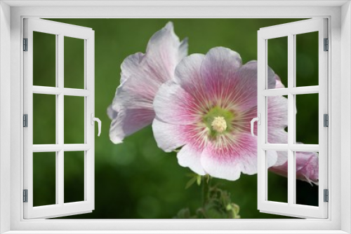 Fototapeta Naklejka Na Ścianę Okno 3D - Pink and white flowers