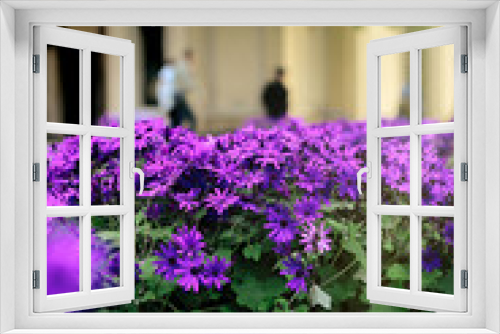 Fototapeta Naklejka Na Ścianę Okno 3D - amazing beautiful purple flowers in the city street  with magica