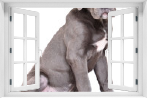 Fototapeta Naklejka Na Ścianę Okno 3D - Cane corso puppy on a white background