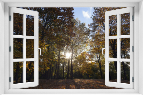Fototapeta Naklejka Na Ścianę Okno 3D - yellowed maple trees in autumn