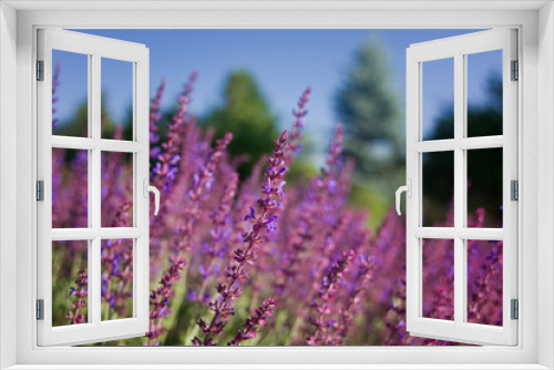 Fototapeta Naklejka Na Ścianę Okno 3D - Lavender plant with a blurred background