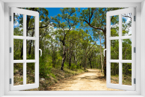 Fototapeta Naklejka Na Ścianę Okno 3D - Blue Mountains Eucalyptus Forest at 