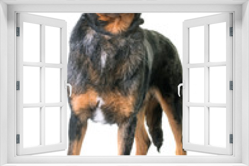 Fototapeta Naklejka Na Ścianę Okno 3D - beauceron dog in studio