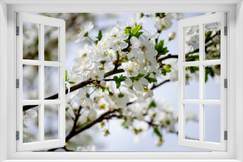 Fototapeta Naklejka Na Ścianę Okno 3D - Flowering branches of cherry in the spring