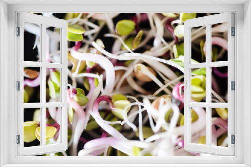 Fototapeta Naklejka Na Ścianę Okno 3D - fresh sprouts