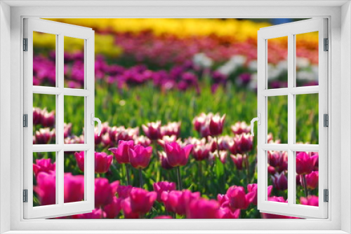 Fototapeta Naklejka Na Ścianę Okno 3D - field of tulips