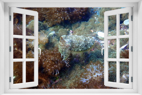 Fototapeta Naklejka Na Ścianę Okno 3D - Cuttlefish at gato island