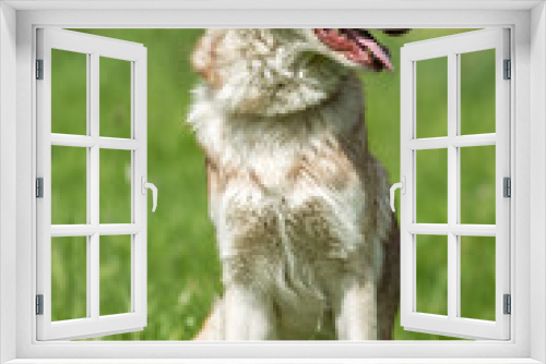 Fototapeta Naklejka Na Ścianę Okno 3D - Wolfdog on green graas