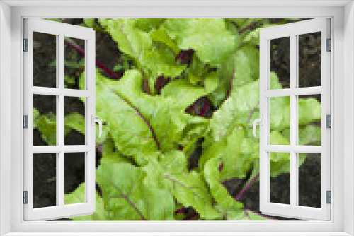 Fototapeta Naklejka Na Ścianę Okno 3D - Young beetroots leaves
