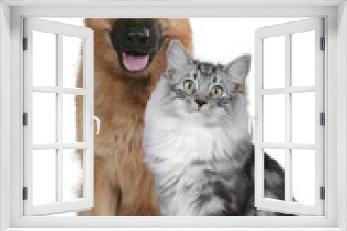 Fototapeta Naklejka Na Ścianę Okno 3D - Deutscher Schäferhund mit norwegischer Waldkatze