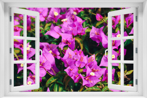 Fototapeta Naklejka Na Ścianę Okno 3D - bunch of pink flowers in spring park