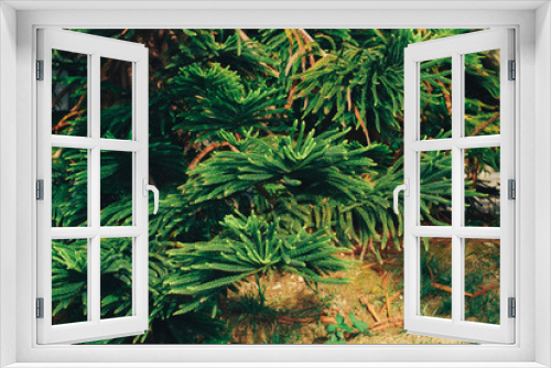 Fototapeta Naklejka Na Ścianę Okno 3D - brunch of green pine-tree in the forest