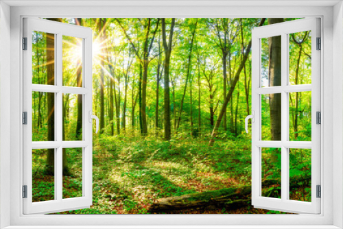 Fototapeta Naklejka Na Ścianę Okno 3D - Wald Panorama im Frühling mit Sonne