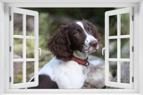 Fototapeta Naklejka Na Ścianę Okno 3D - liver and white working type english springer spaniel pet gundog