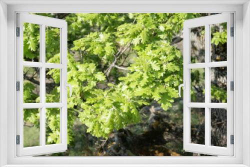 Fototapeta Naklejka Na Ścianę Okno 3D - Feuilles de chêne pubescent au printemps