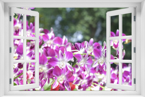 Fototapeta Naklejka Na Ścianę Okno 3D - Orchids flowers bloom in spring adorn the beauty of nature