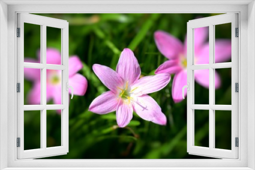 Fototapeta Naklejka Na Ścianę Okno 3D - blooming flowers closeup for background
