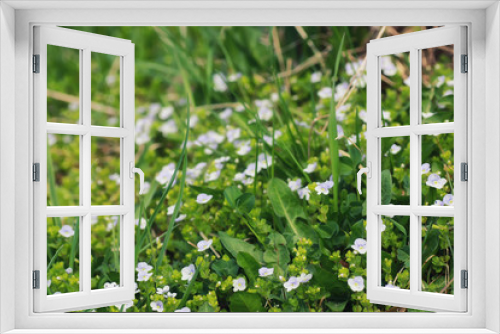 Fototapeta Naklejka Na Ścianę Okno 3D - spring grass and flower in a field