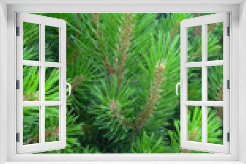 Fototapeta Naklejka Na Ścianę Okno 3D - Brightly green of pine tree