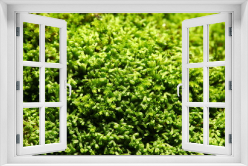 Fototapeta Naklejka Na Ścianę Okno 3D - Green moss close up photo represent the botany and gardening concept related background idea.
