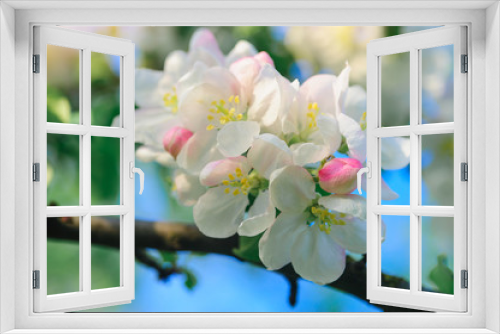 Fototapeta Naklejka Na Ścianę Okno 3D - blooming apple trees in a spring garden