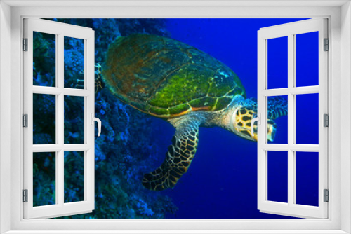 Fototapeta Naklejka Na Ścianę Okno 3D - Hawksbill Turtle / I made this shot afternoon near underwater wall, close to Little Brother Island - is very small Island in the middle of Red Sea, 25m depth. 