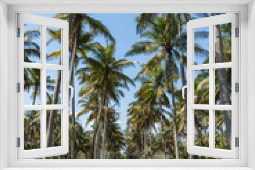 Fototapeta Naklejka Na Ścianę Okno 3D - Coconut palms in Java Indonesia 