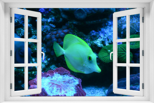Fototapeta Naklejka Na Ścianę Okno 3D - Ryba egzotyczna