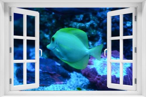 Fototapeta Naklejka Na Ścianę Okno 3D - Exotic fish