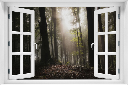 Fototapeta Naklejka Na Ścianę Okno 3D - sunlight in dark forest