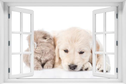 Fototapeta Naklejka Na Ścianę Okno 3D - Golden retriever puppy and kitten lying together in front view. isolated on white background