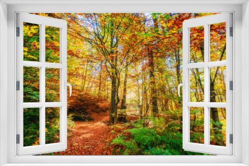 Fototapeta Naklejka Na Ścianę Okno 3D - Forest Road in the autumn. Landscape. Ukraine. Europe