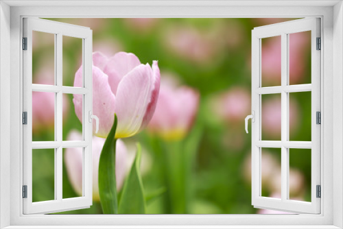 Fototapeta Naklejka Na Ścianę Okno 3D - Stock Photo - colorful tulips flower blooming in floral garden