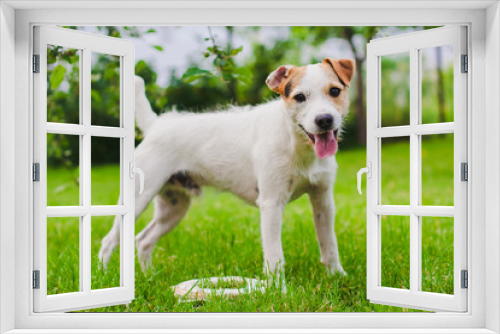 Fototapeta Naklejka Na Ścianę Okno 3D - Puppy on green grass