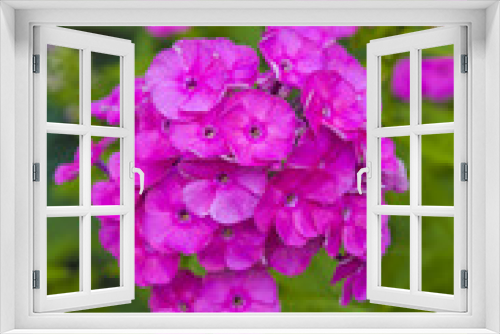 Fototapeta Naklejka Na Ścianę Okno 3D - Pink perennial phlox in the garden