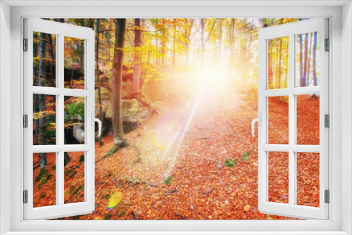 Fototapeta Naklejka Na Ścianę Okno 3D - Forest in sunny afternoon while season. Autumn Landscape. Ukrain