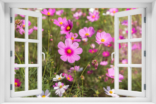 Fototapeta Naklejka Na Ścianę Okno 3D - close up pink cosmos flowers blooming in the  meadow 